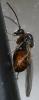 Andricus sp.